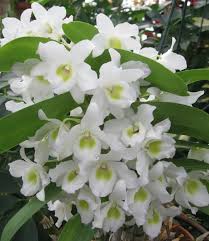White Dendrobium Flower seeds for Planting - Easy to Grow, Heirloom & GMO Free Seeds for Home Garden