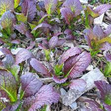 Mustard Green Seeds  Quick-Growing Garden Greens for Planting