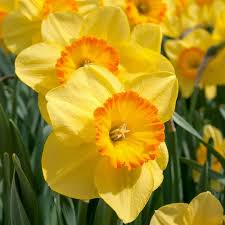 Daffodils Flower seeds for Planting - Low Maintenance, Heirloom & GMO Free Seeds for Home Garden