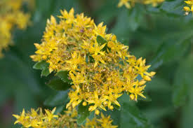Yellow Aizoon Flower seeds for Planting - Perfect for Borders, Heirloom & GMO Free Seeds for Home Garden