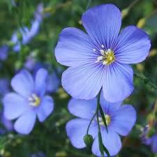 Blue Usitatissimum Flower seeds for Planting - Low Maintenance, Heirloom & GMO Free Seeds for Home Garden