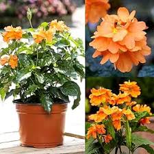 Orange Kalanchoe Seeds  Grow Bright Succulent Blooms for Your Garden