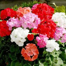 Mixed Regal Pelargonium Seeds for Planting