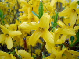 Yellow Trifoliate Forsythia Plant Seeds Planting