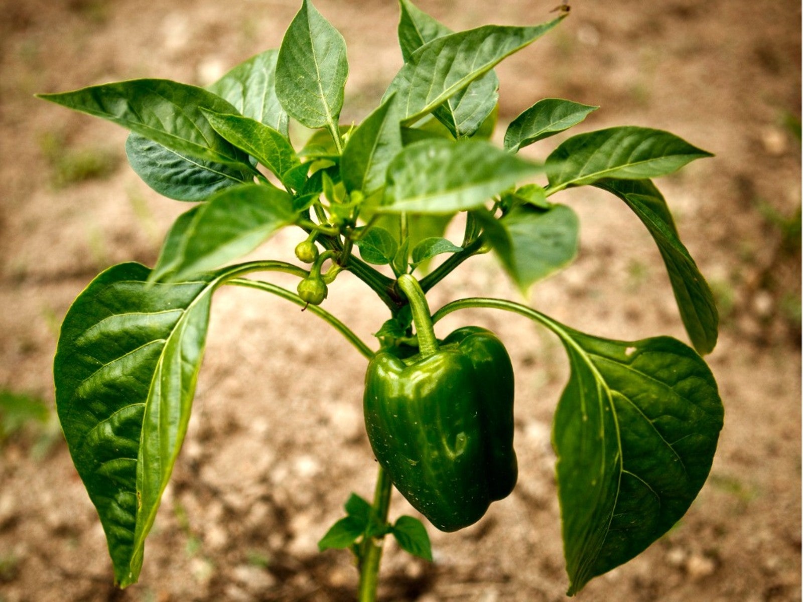 Pepper Vegetable Seeds for Planting