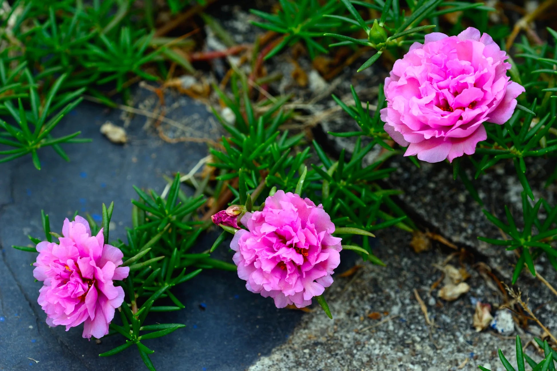 Portulacaria Flower seeds for Planting - Colorful Display, Heirloom & GMO Free Seeds for Home Garden