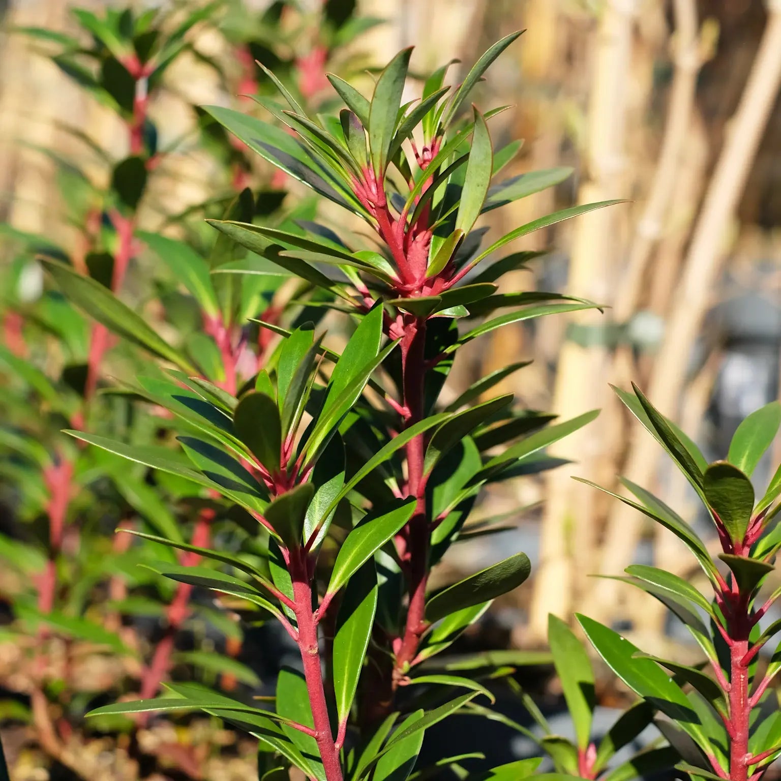 Drimy's Lanceolata Flower seeds for Planting - Easy to Grow, Heirloom & GMO Free Seeds for Home Garden