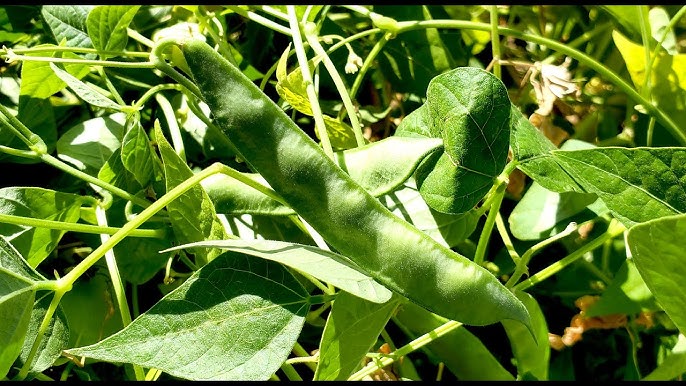 Drought-tolerant Brown Tepary Bean seeds for hot climates