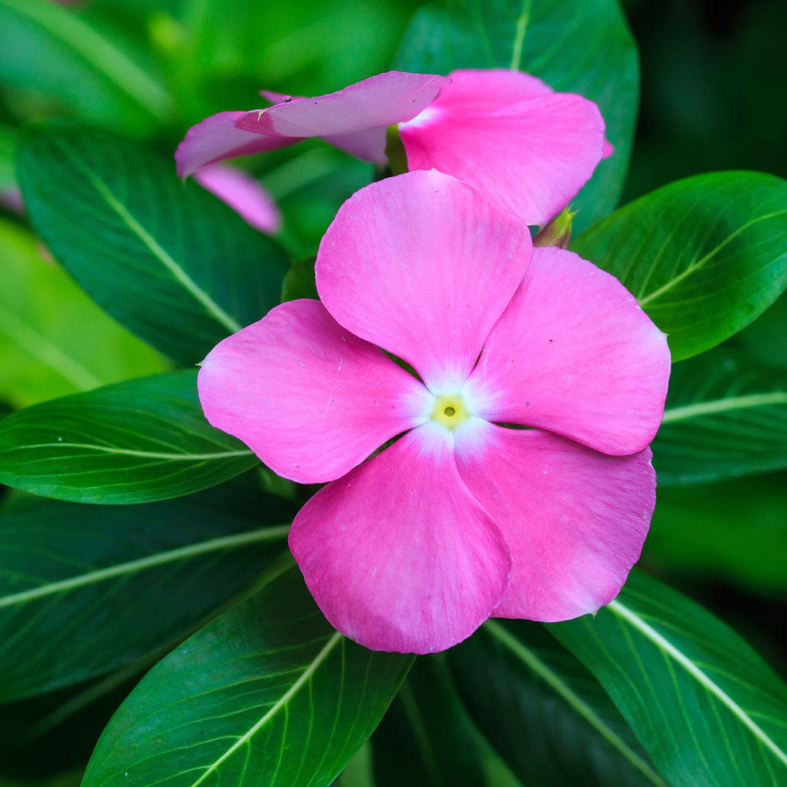 Heirloom Vinca Seeds – Hardy Ornamental Flowers for Hot Climates