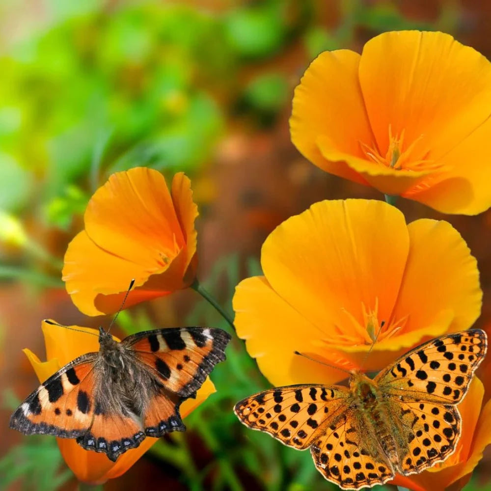 Heirloom Poppy Mix Seeds – Non-GMO Wildflower Variety for Sunny Borders