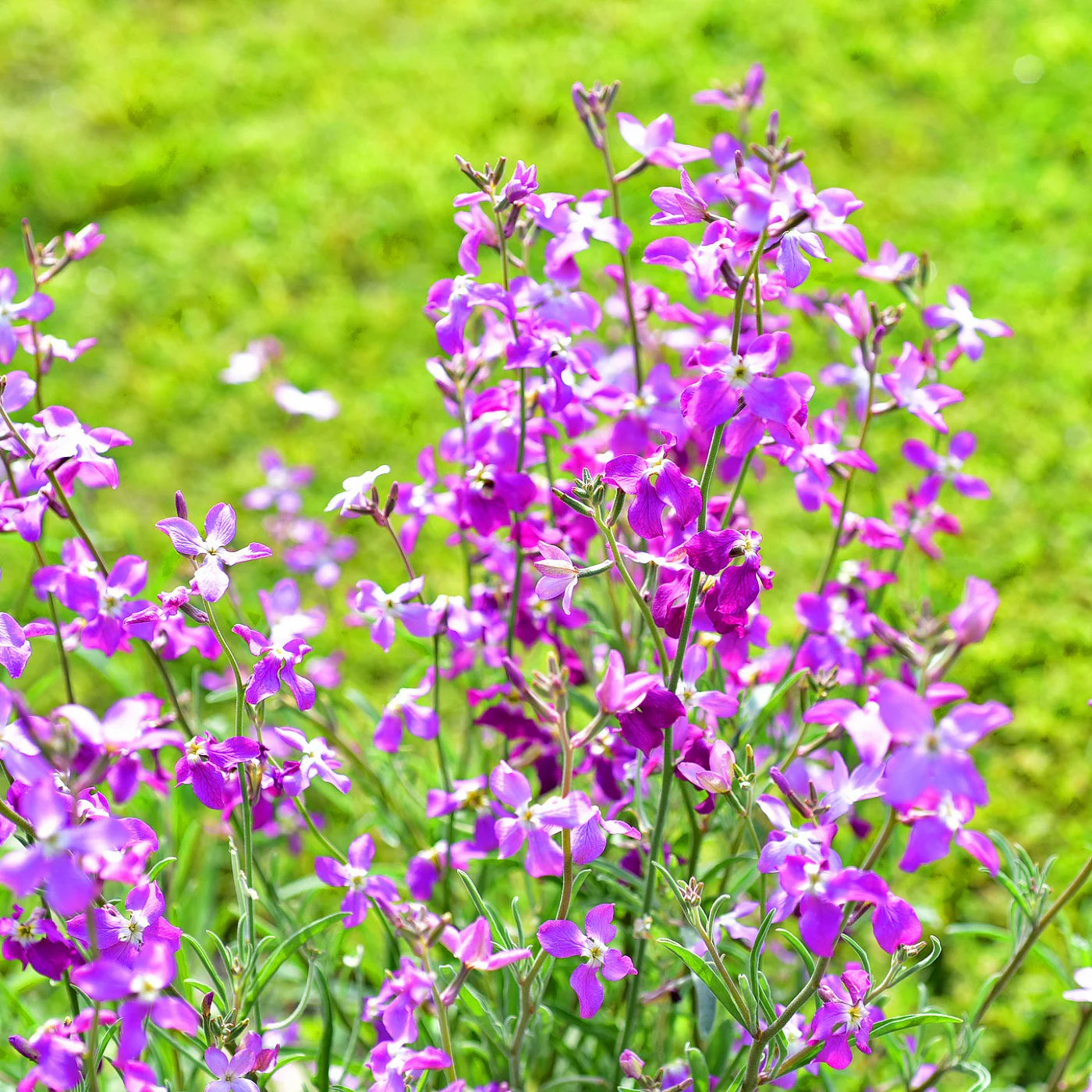 Pink White EveningScented Flower Seeds for Planting Sun Loving Heirloom & GMO Free Seeds for Home Garden
 
 Sale
