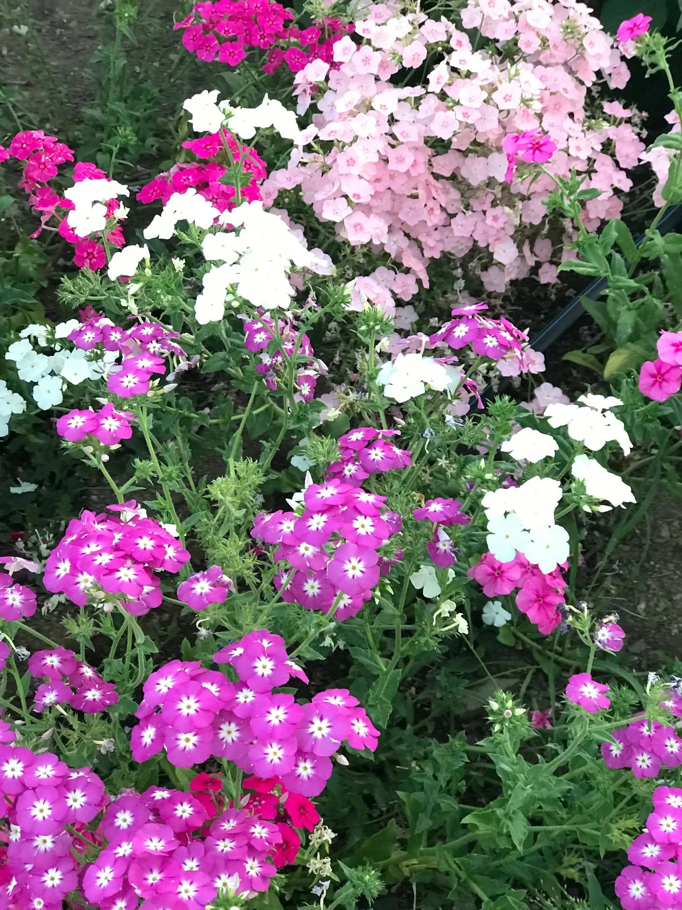 Mixed Drummond Flower seeds for Planting - Sun Loving, Heirloom & GMO Free Seeds for Home Garden