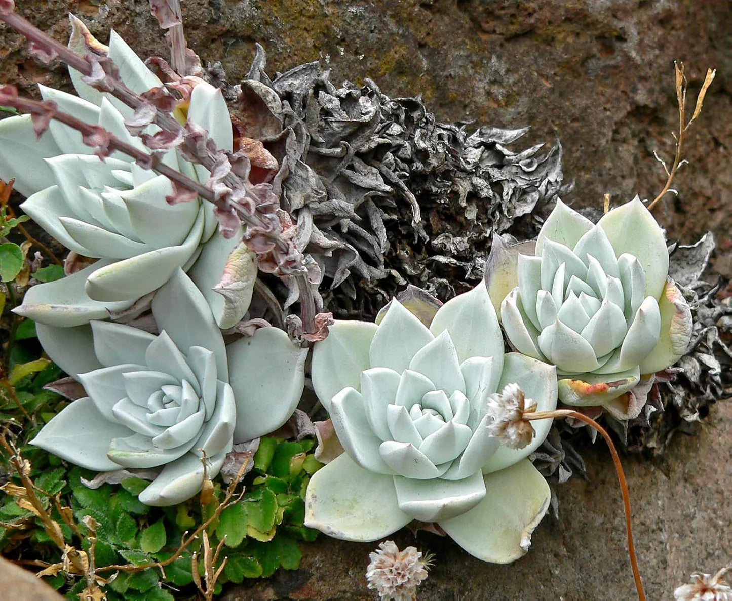 Dudleya Flower Seeds for Planting - Unique Succulent Garden Seeds - Evergrowseeds