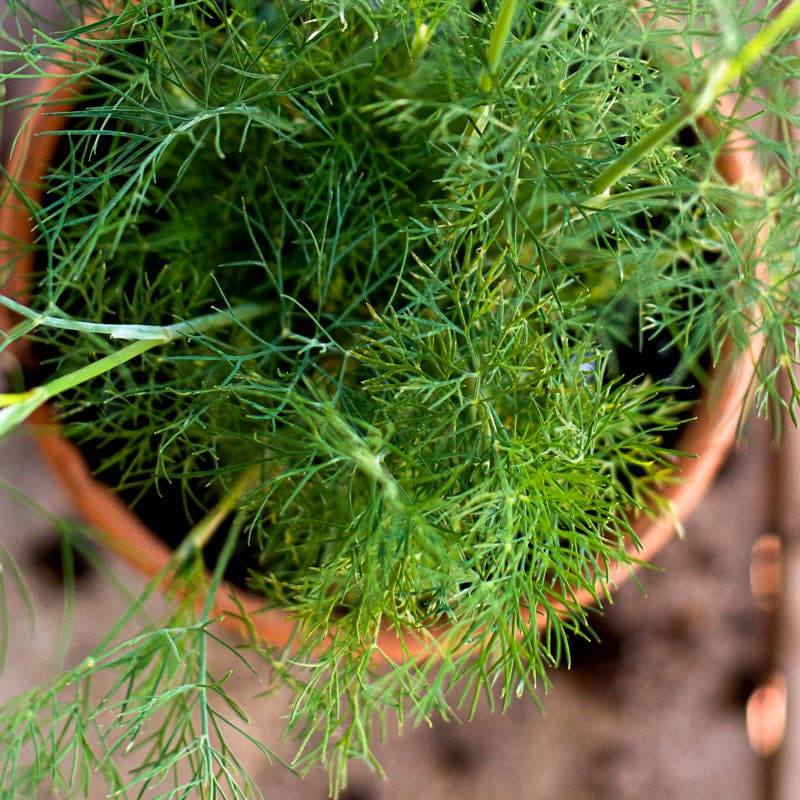 Dukat Dill pollinator yellow umbels grown from seeds