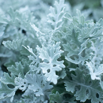 Dusty Miller Seeds – Organic Non-GMO Silver Foliage Border Plant