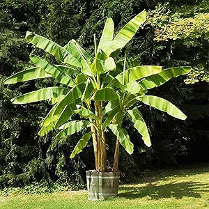 Dwarf banana seeds for planting in urban and patio gardens