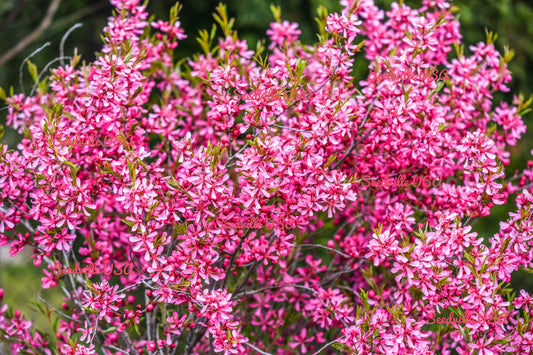 Dwarf Russian Almond (Prunus tenella) shrub seeds for planting