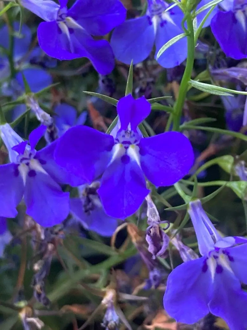 Erinus Flower seeds for Planting - Wildflower Mix, Heirloom & GMO Free Seeds for Home Garden