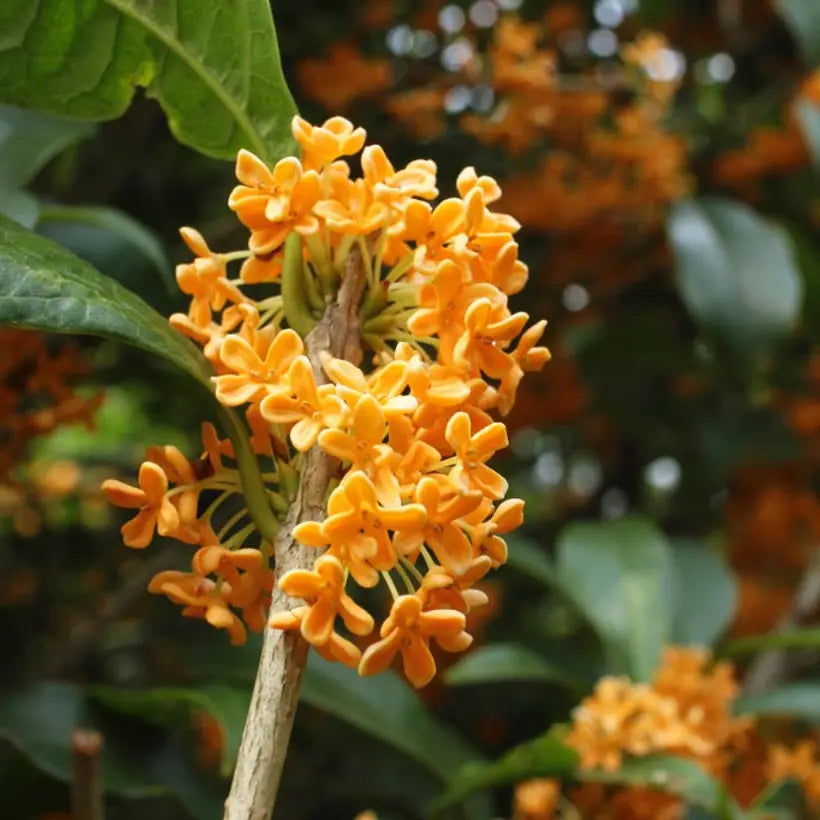 Osmanthus Flower seeds for Planting Colorful Display Heirloom & GMO Free Seeds for Home Garden