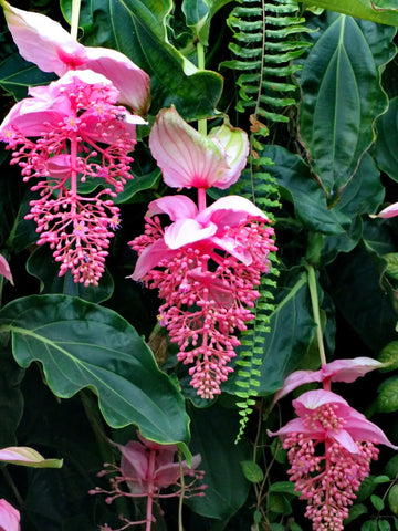 Medinilla Flower seeds for Planting - Low Maintenance, Heirloom & GMO Free Seeds for Home Garden