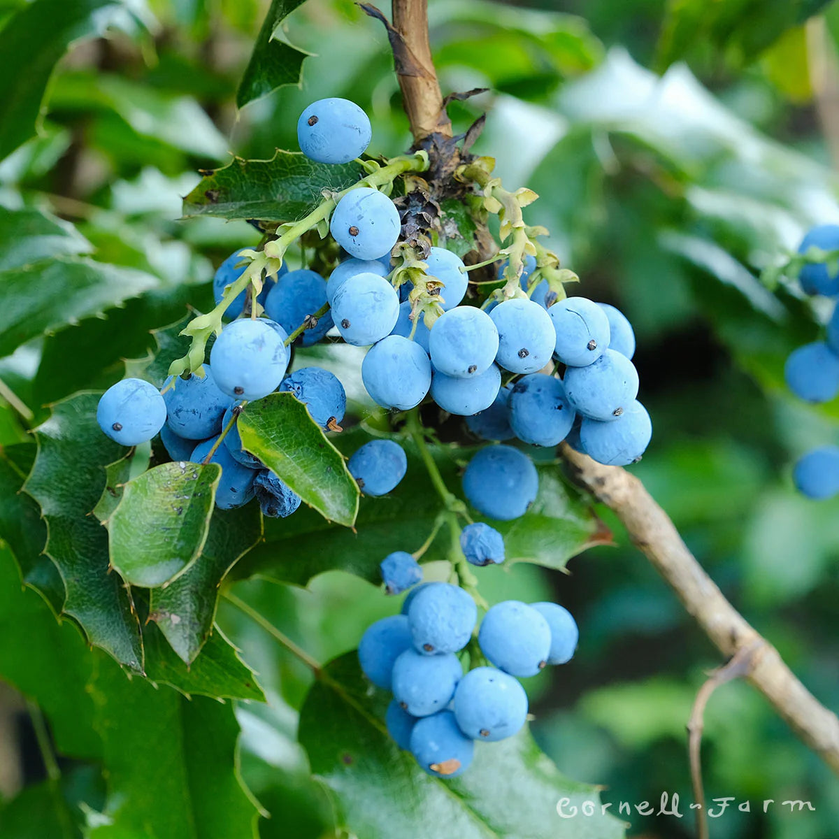 Oregon Grape Holly Fruit Vine (Mahonia aquifolium) Seeds