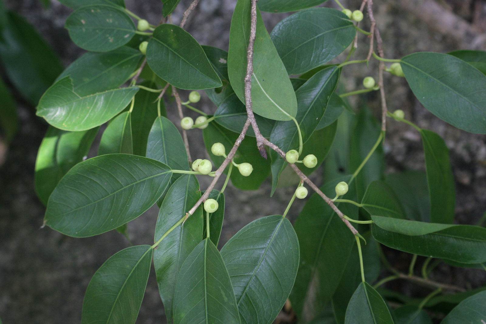 Green Ficus Pertusa Seeds for Planting - Evergrowseeds