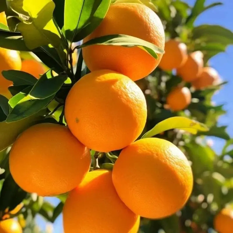 Orange Tree Planting Seeds - Grow Your Own Citrus at Home
