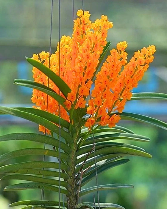 Orange Ascocentrum Flower seeds for Planting - Pollinator Friendly, Heirloom & GMO Free Seeds for Home Garden