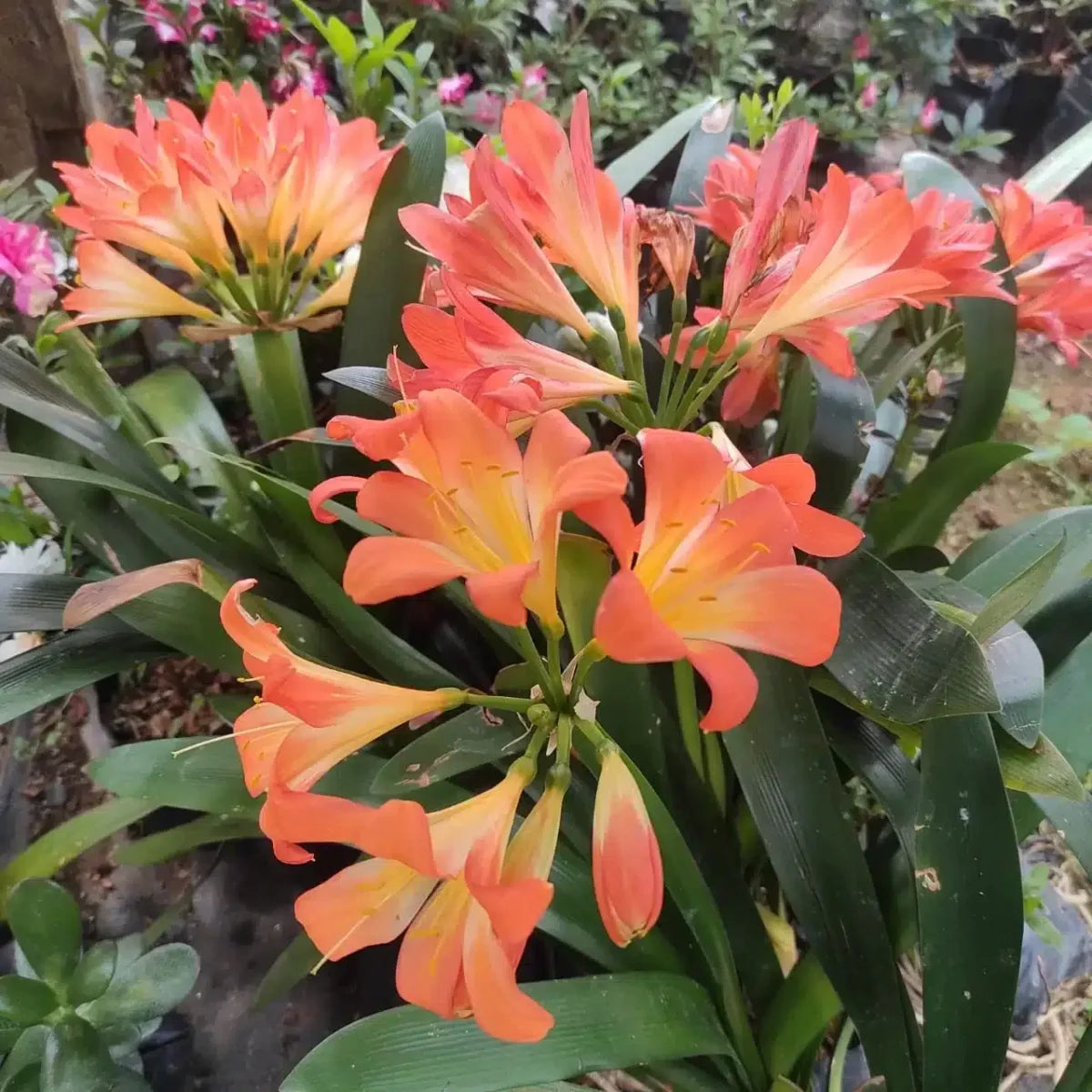 Lily Mix Clivia Flower Seeds for Planting - Colorful and Hardy Blooms