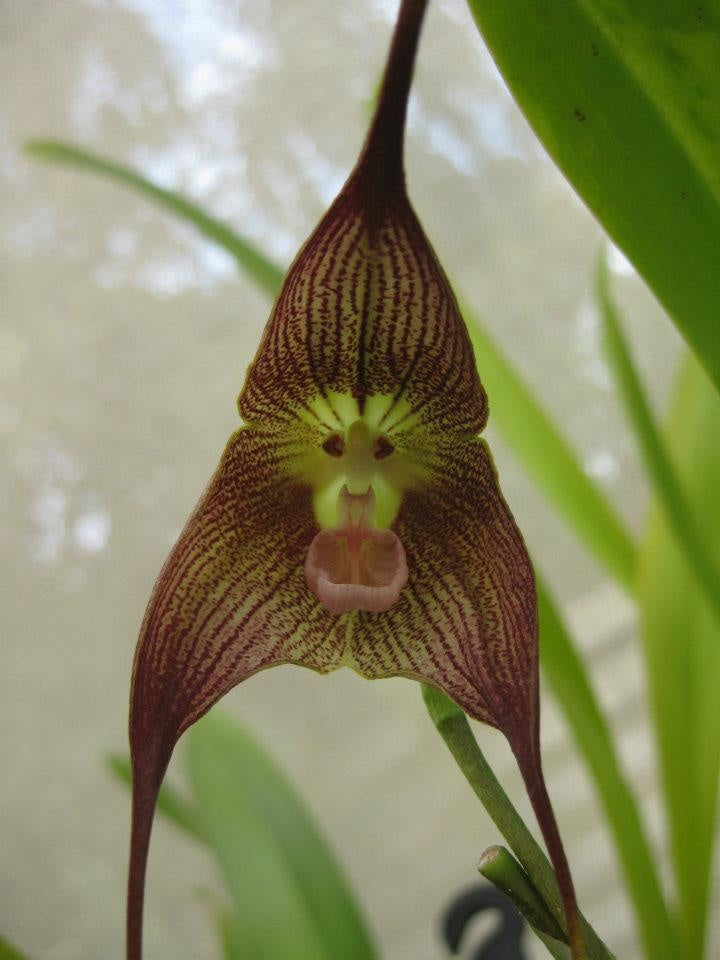 Dark Red Monkey Face Orchid Flower seeds for Planting - Hardy Variety, Heirloom & GMO Free Seeds for Home Garden