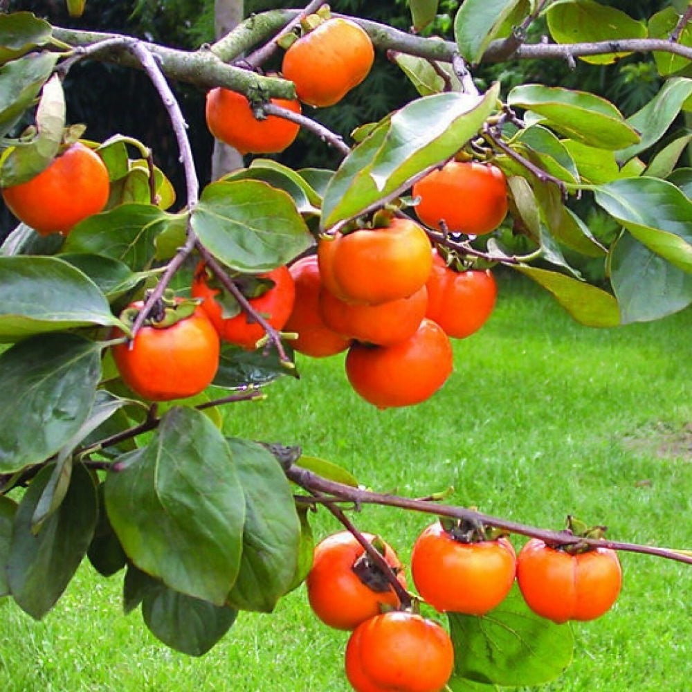 Persimmon Seeds for Planting - Grow Delicious Fruit Trees - Evergrowseeds