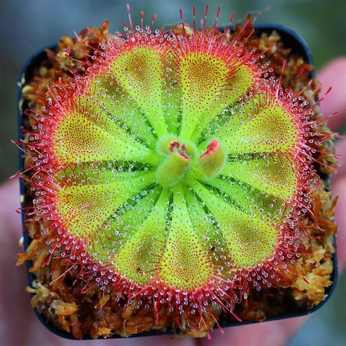Pink Drosera Sundew Flower seeds for Planting - Bright Blooms, Heirloom & GMO Free Seeds for Home Garden