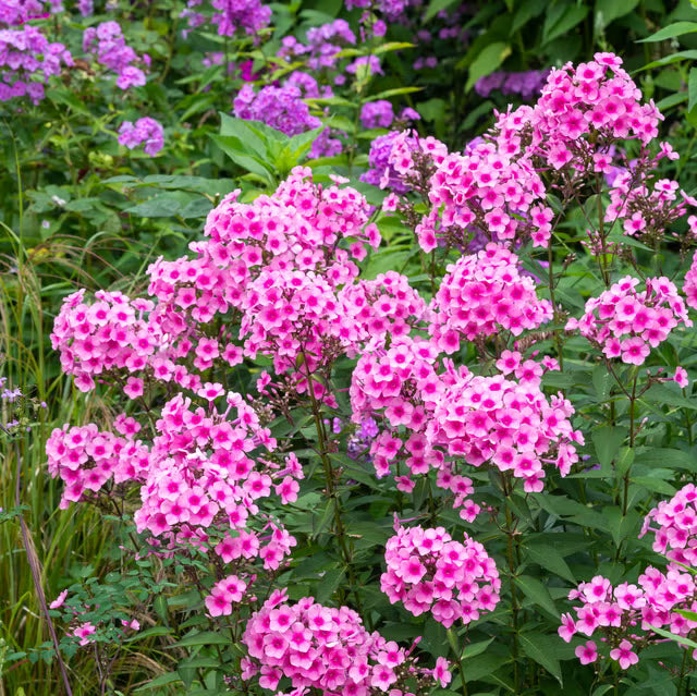 Light Pink Perennial Flower Seeds for Planting Vibrant Colors Heirloom & GMO Free Seeds for Home Garden
 
 Sale