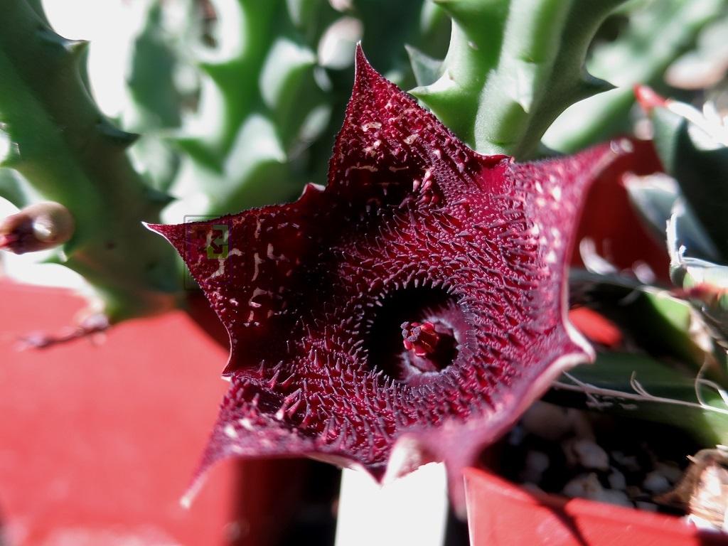 Huernia Keniensis Flower seeds for Planting - Compact Growth, Heirloom & GMO Free Seeds for Home Garden