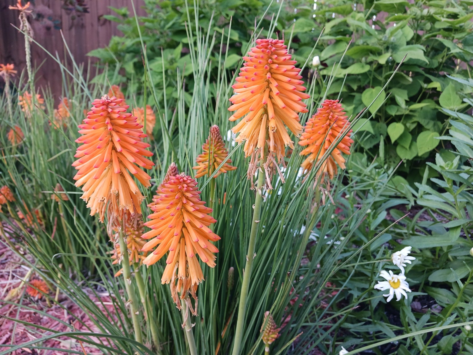 Orange Purple Hot Poker Plant Seeds - Perennial Kniphofia Seeds (Torch Lily or Tritoma) Seeds - Red Hot Poker Seeds - Spike Plant Seeds for Gardeners of Different Levels