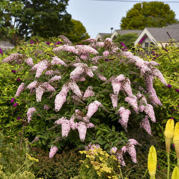 Pink Butterfly Bush Flower seeds for Planting - Low Maintenance, Heirloom & GMO Free Seeds for Home Garden