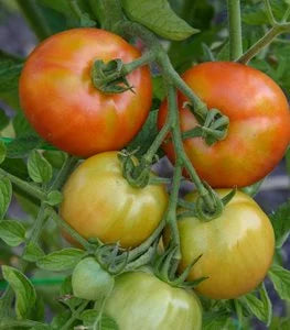 Yellow Red Tomato Vegetable Seeds for Gardening