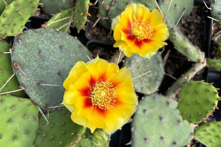 Yellow Opuntia Macrorhiza Planting Seeds