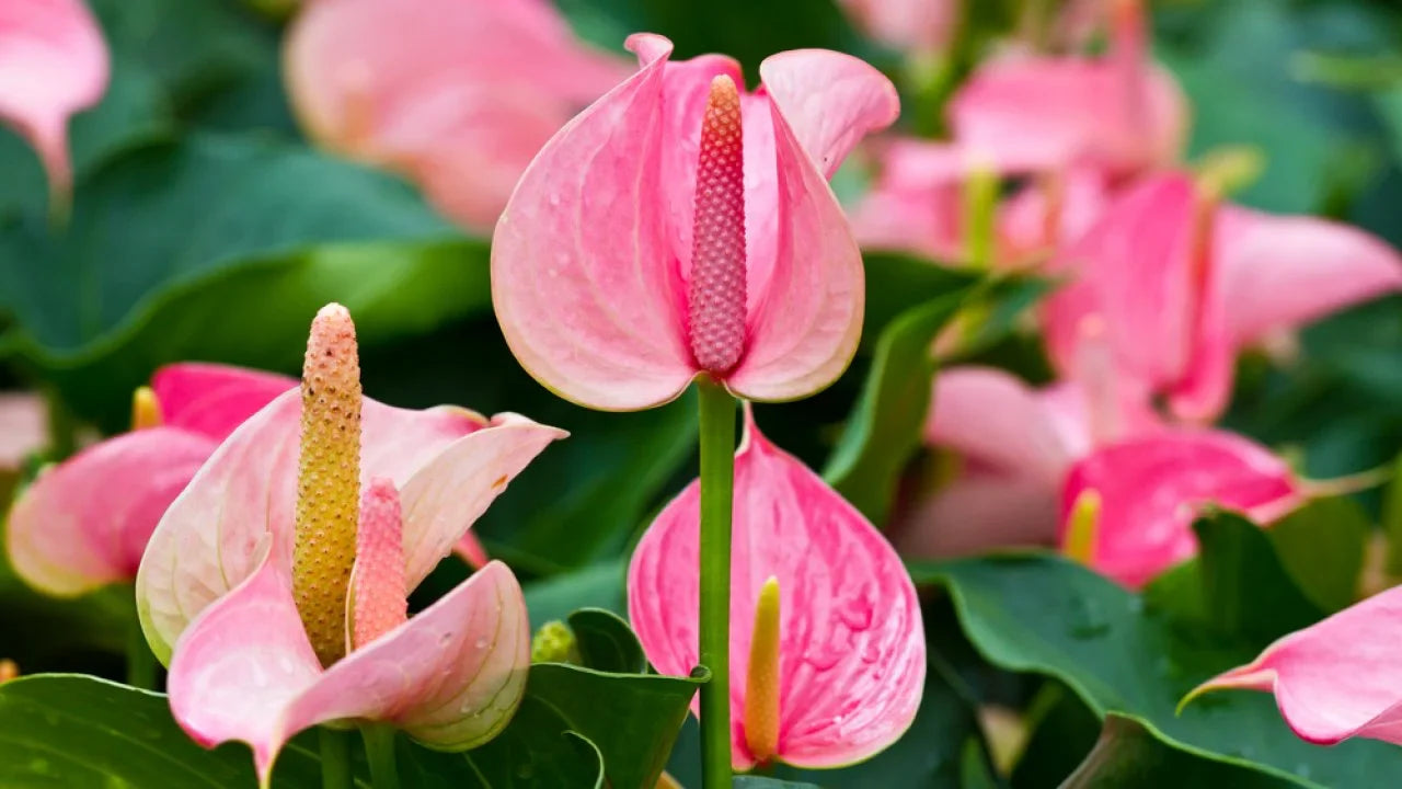Easy Grow Anthurium Seeds
