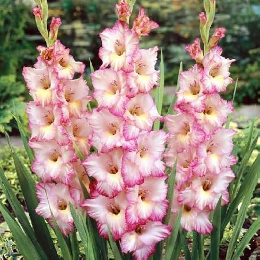 Easy-to-Grow Summer Garden Gladiolus Seeds