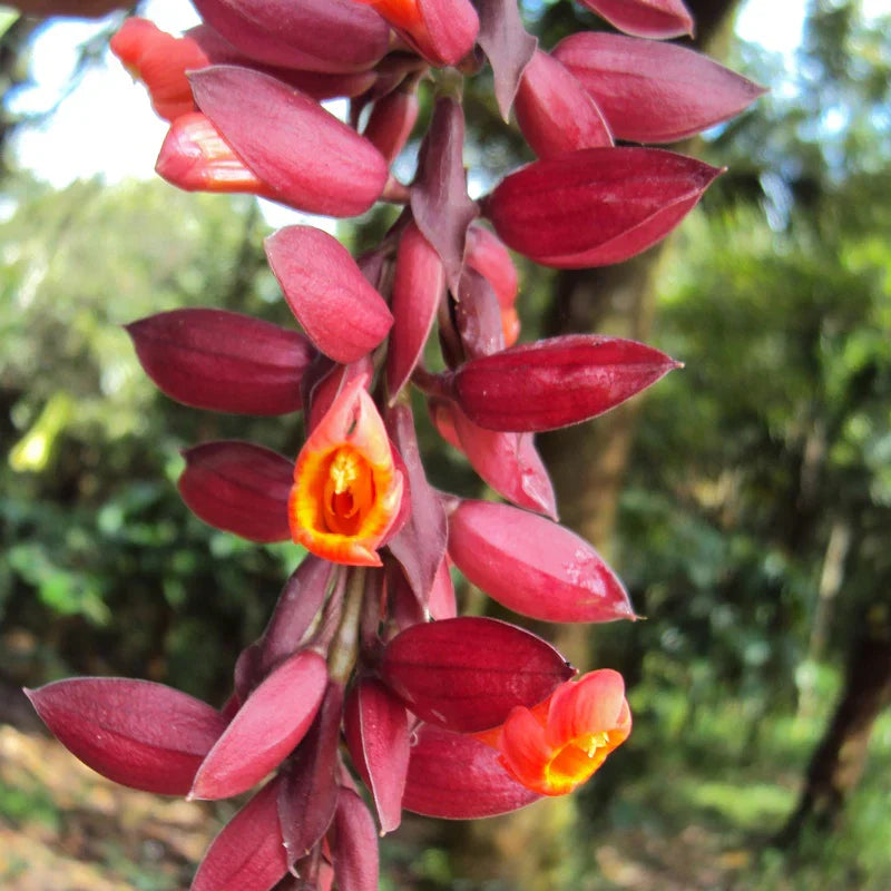 Easy-to-Grow Thunbergia Coccinea Flower Seeds
