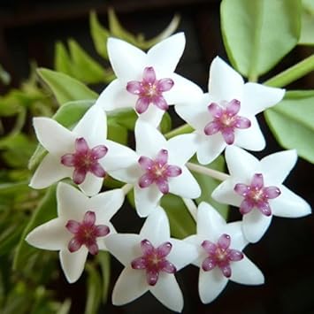 Easy-to-Grow Wax Plant Seeds