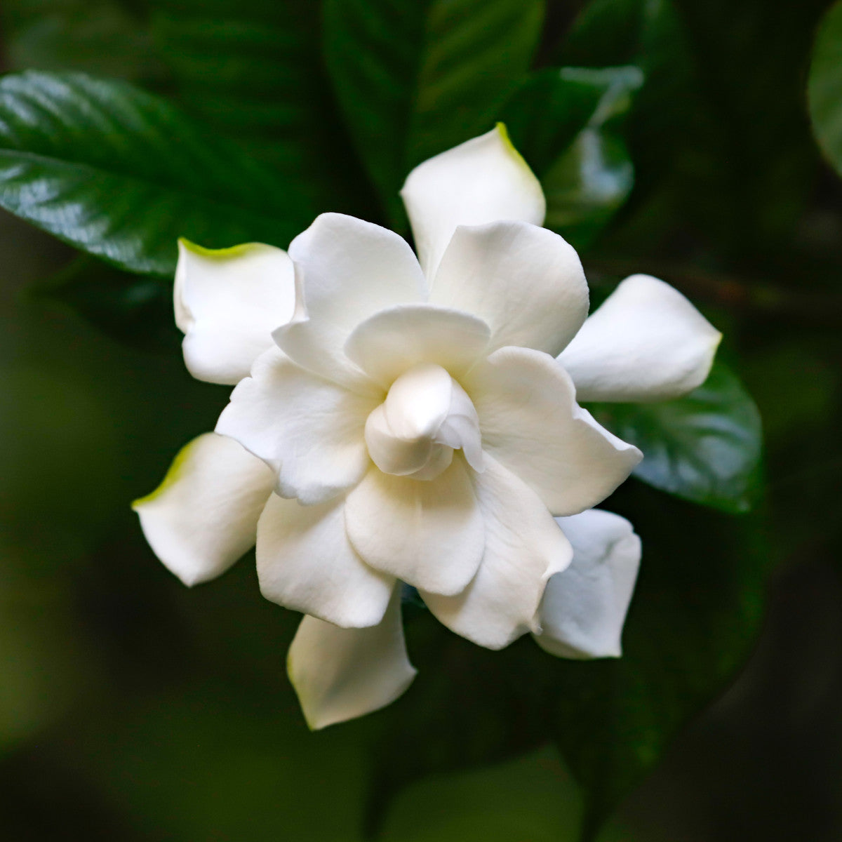 Easy Grow White Catawba Seeds