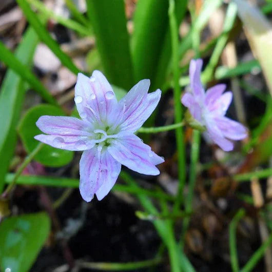 Easy Grow White Claytonia Seeds