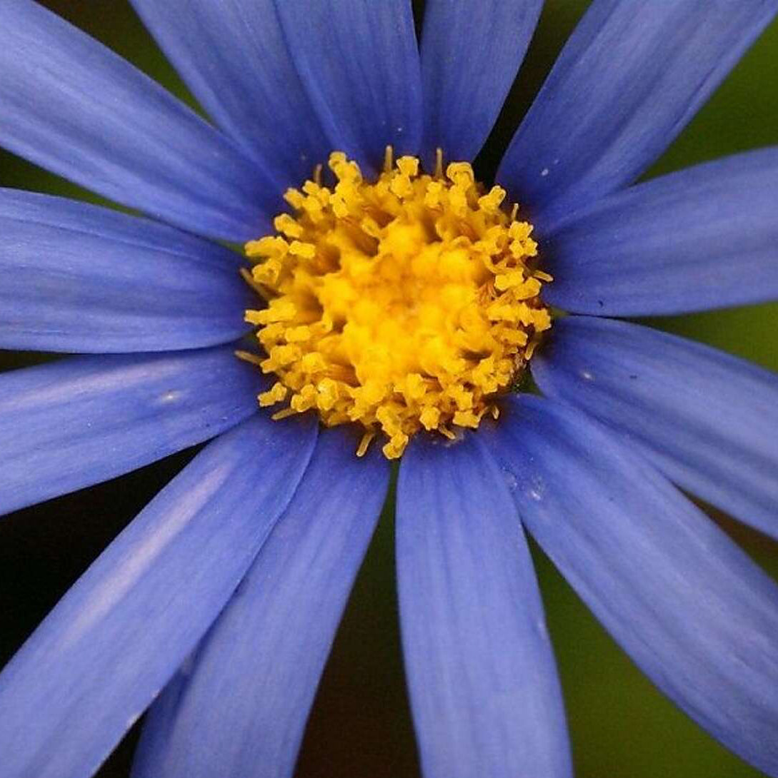 Blue-Eyed Daisy Plant Seeds – Organic Blue and Yellow Blooms for Landscapes