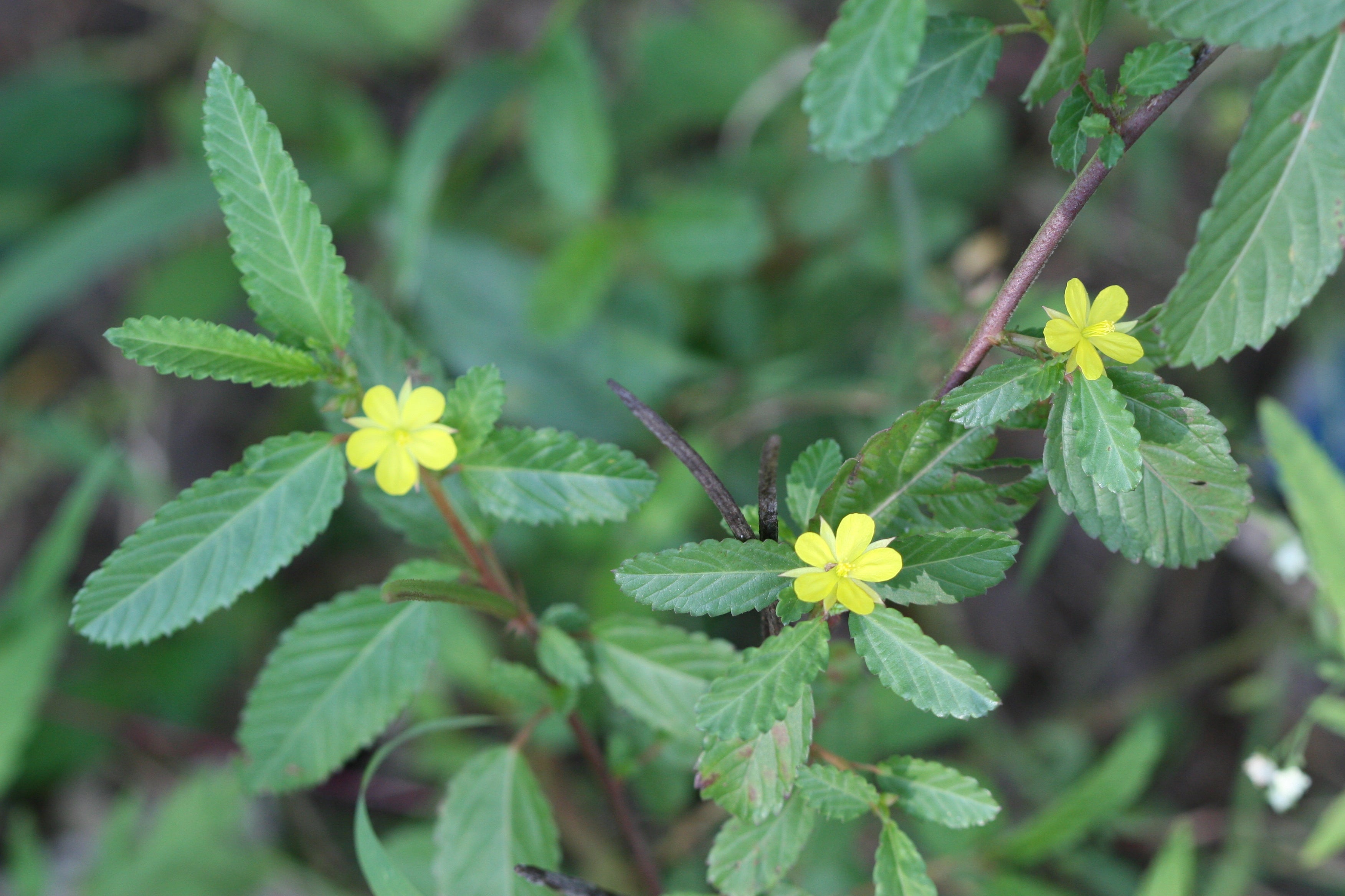 Easy to grow Corchorus seeds for containers and gardens
