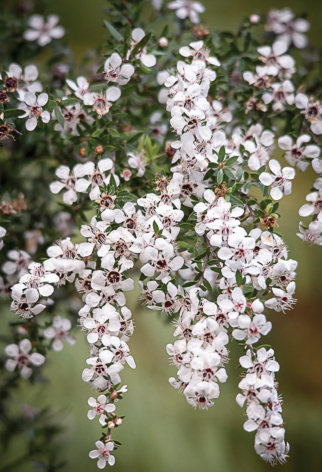 Easy to grow Manuka seeds for containers and gardens
