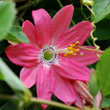 Pink Mollissima Flower seeds for Planting - Premium Quality, Heirloom & GMO Free Seeds for Home Garden