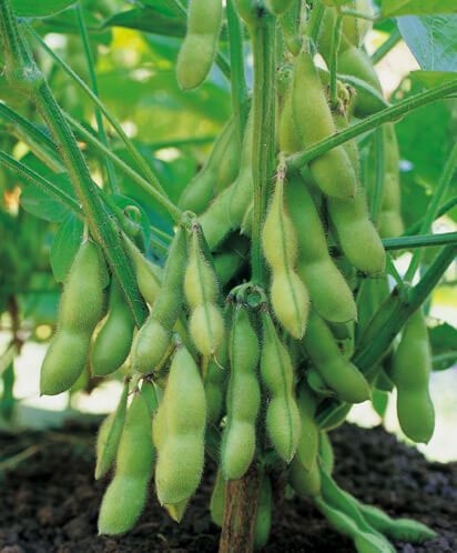 Edamame Vegetable Seeds - Easy Planting for Home Gardens