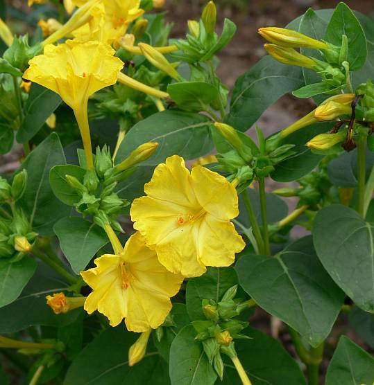 Yellow Mirabilis Flower seeds for Planting - Pollinator Friendly, Heirloom & GMO Free Seeds for Home Garden